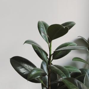 Plant Of The Month – Peperomia Perfection – SmartPlant